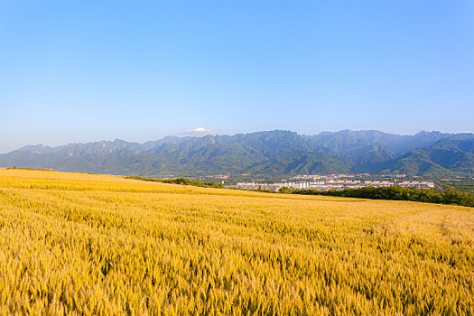 麦田,麦子