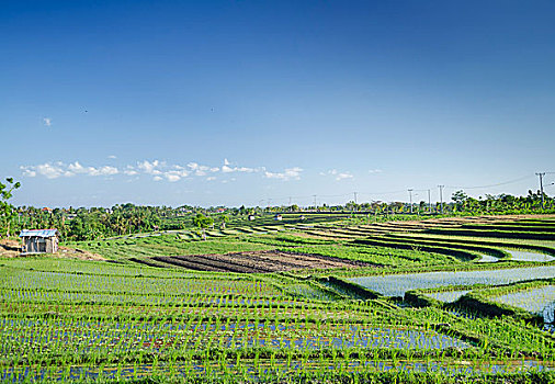 稻田,风景,巴厘岛,印度尼西亚