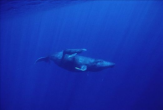 驼背鲸,大翅鲸属,鲸鱼,水下,夏威夷