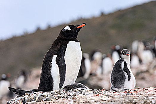 巴布亚企鹅,巢,南设得兰群岛,南极