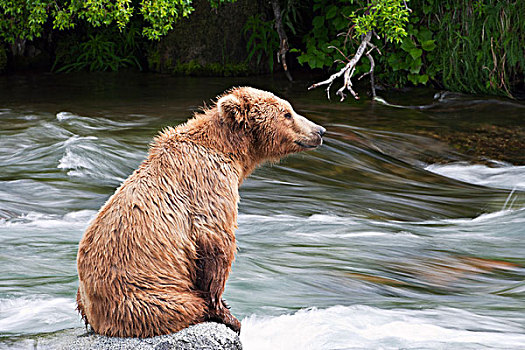 一个,大,雄性,大灰熊,坐,漂石,迅速,水,等待,三文鱼,布鲁克斯河,卡特麦国家公园,保存,阿拉斯加,夏天