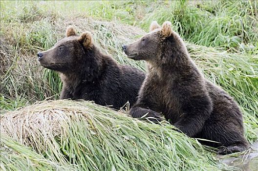 棕熊,一对,堪察加半岛,俄罗斯