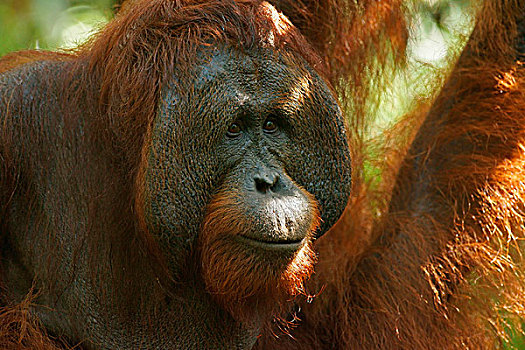 猩猩,雄性,檀中埠廷国立公园,中心,加里曼丹,婆罗洲,印度尼西亚,亚洲