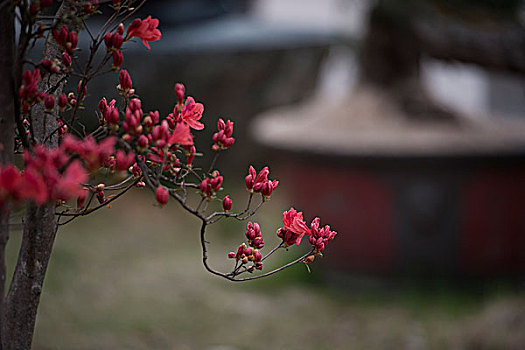 岳西杜鹃花