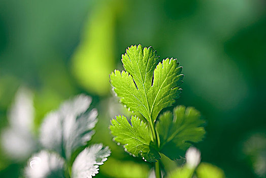 綠色香菜