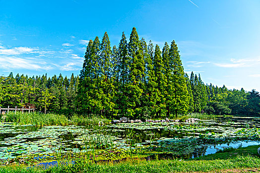 公园湖泊绿树林