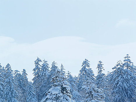 山,国家公园,积雪,云杉