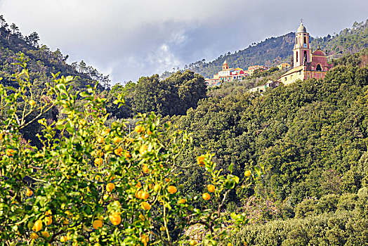 乡村,圣乔治奥,教堂,柠檬树,前景,利古里亚,意大利