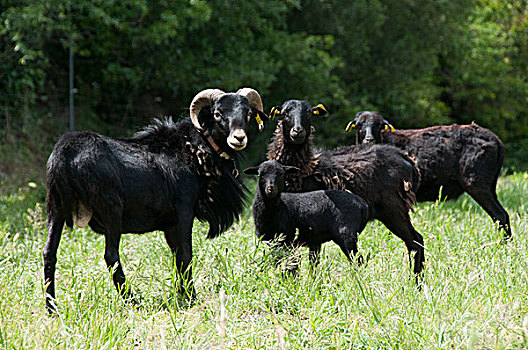 成群,稀有,黑色,喀麦隆,绵羊