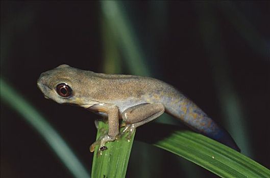 红眼树蛙,幼兽,青蛙,成年,哥斯达黎加