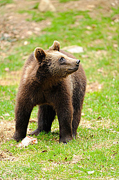 欧亚混血,棕熊,熊,少年,巴伐利亚森林,德国