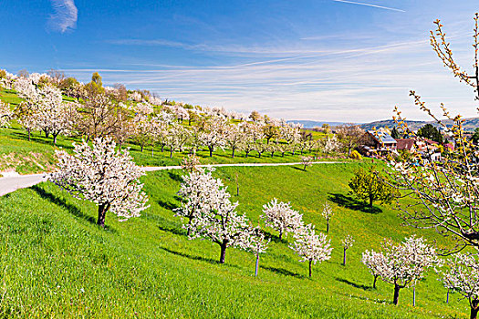 盛开,樱桃树,绿色,地点,乡间小路,春天,瑞士