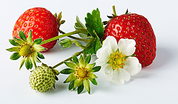 野草莓,草莓花