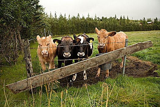 母牛,冰岛