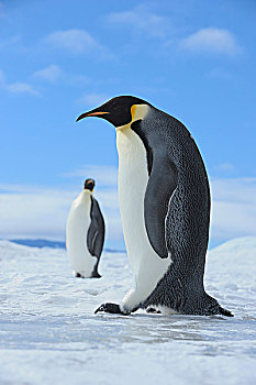 帝企鹅,冰雪景观,雪丘岛,南极半岛,南极