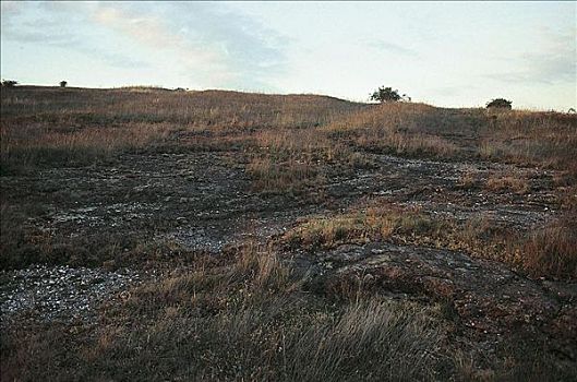 草,小块土地,德国,欧洲