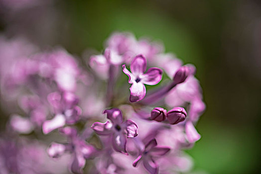 丁香花