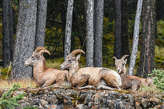大角羊,坐,石头,班芙国家公园,艾伯塔省,加拿大,北美