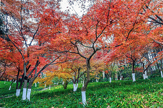 公园秋色,红枫树林,南京雨花台