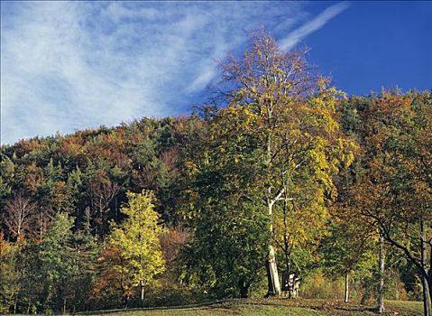 彩色,秋色,树林,猎捕,脱落,下奥地利州