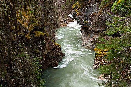 溪流,流动,树林,小路,班芙国家公园,艾伯塔省,加拿大