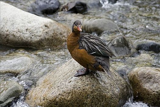 湍流,鸭子,雌性,站立,石头,托雷德裴恩国家公园,巴塔哥尼亚,智利,南美