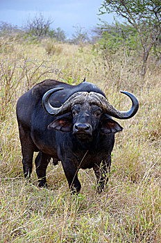 非洲,南非,纳塔耳,祖鲁族,林羚,禁猎区,南非水牛