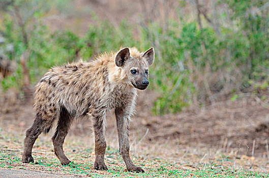 斑鬣狗,笑,鬣狗,幼兽,雄性,站立,边缘,道路,克鲁格国家公园,南非,非洲