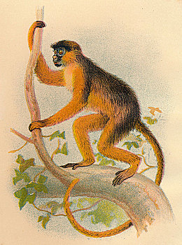 疣猴,艺术家