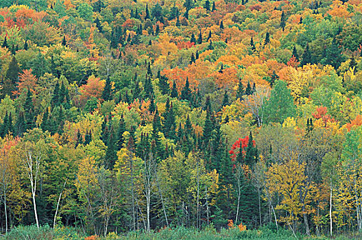 北美,美国,北方,硬木,树林,秋天
