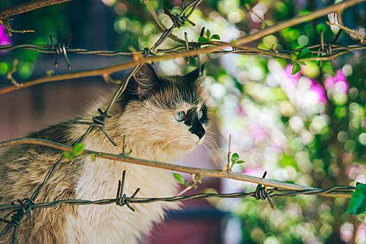 野猫