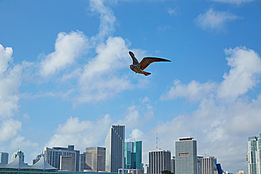 迈阿密,市区,天际线,海鸥,飞,佛罗里达,美国,晴天