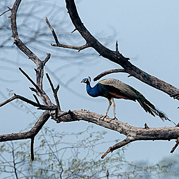 孔雀,卡欧迪欧国家公园,联合国教科文组织,生物保护区,拉贾斯坦邦,印度