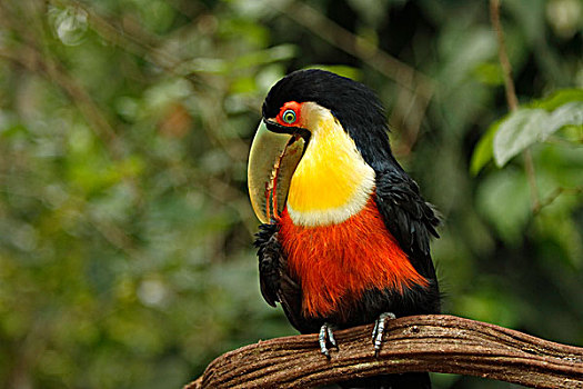巨嘴鸟,成年,打扮,潘塔纳尔,巴西,南美