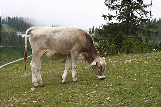 奥地利,母牛,吃,草