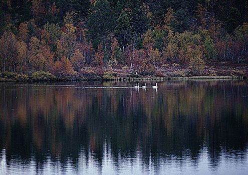 三个,大天鹅,湖,芬兰