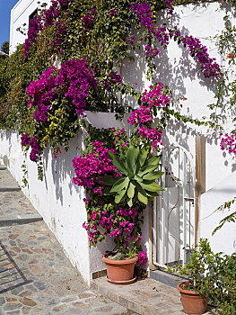 墙壁,叶子花属,大帝谷,山谷,加纳利群岛,西班牙,欧洲