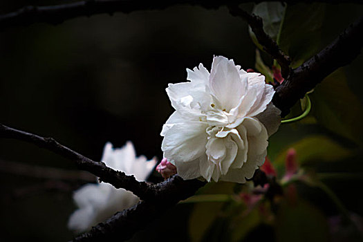 樱花,烂漫樱花