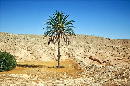 棕榈树,撒哈拉沙漠