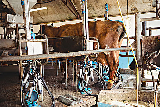 挤奶,设备,母牛,谷仓,后视图