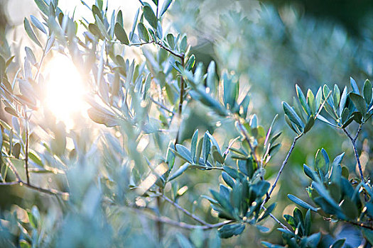 橄榄树,日落