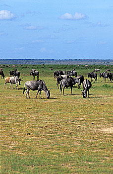 肯尼亚,安伯塞利国家公园,公园,角马