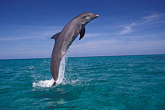 加勒比,宽吻海豚,宽吻海豚属,加勒比海,洪都拉斯
