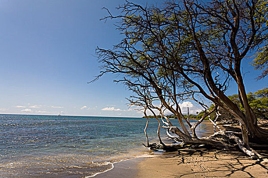 树,海滩,海岸线,毛伊岛,夏威夷,美国