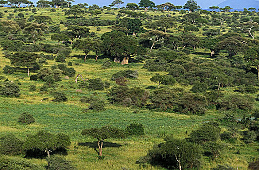 热带草原,风景,塔兰吉雷,公园,坦桑尼亚