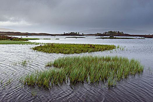 草,湖,荒野,风景,雷雨天气,兰诺克沼泽,苏格兰,英国