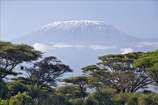 肯尼亚,安伯塞利国家公园,壮观,乞力马扎罗山,高耸,高处,大,金合欢树,刺槐