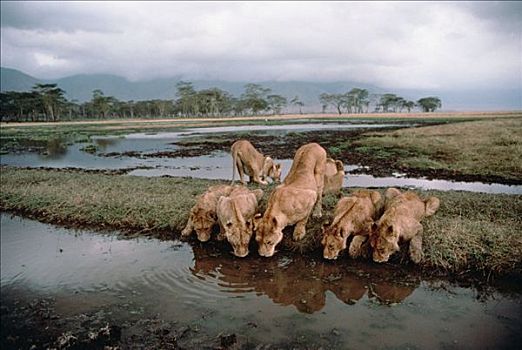 非洲狮,狮子,幼小,喝,水潭,塞伦盖蒂国家公园,坦桑尼亚