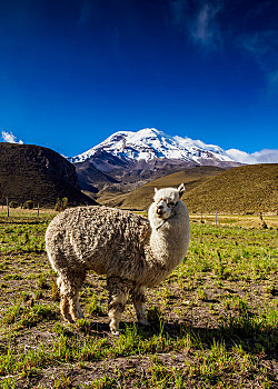 羊驼,钦博拉索省,火山,省,厄瓜多尔,南美
