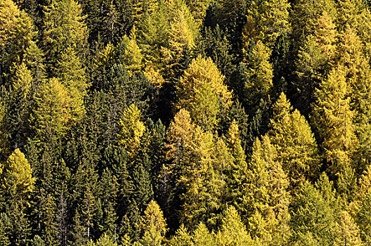 秋天,落叶松属植物,湖,恩格达恩,瑞士